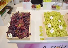 The Grapa team proudly displayed and had visitors taste the new red ARD 36 and green Arra Sweeties table grape varieties grown in different regions like Brazil and Italy showcased at Fruit Attraction.